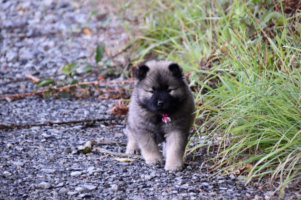 puppy, animal, pup, dog, adorable, young eurasier, pet, doggy, mammal, canine, adorable puppy, walking puppy