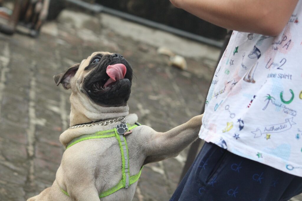 pug, tongue, jumping dog, jumping dog, jumping dog, jumping dog, jumping dog, jumping dog