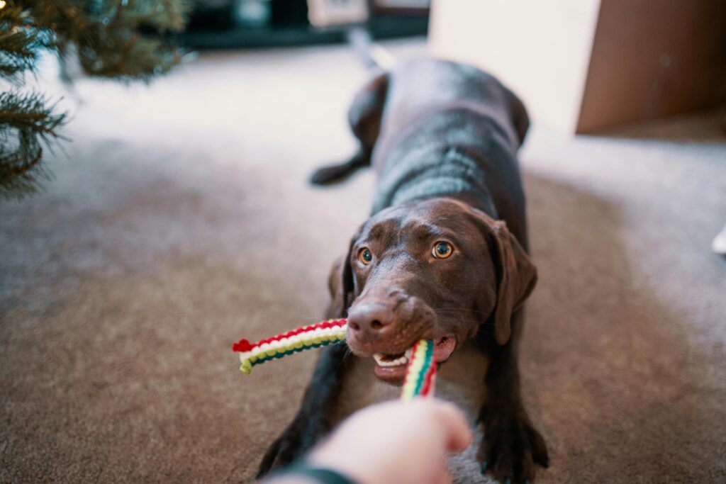 dog_indoor