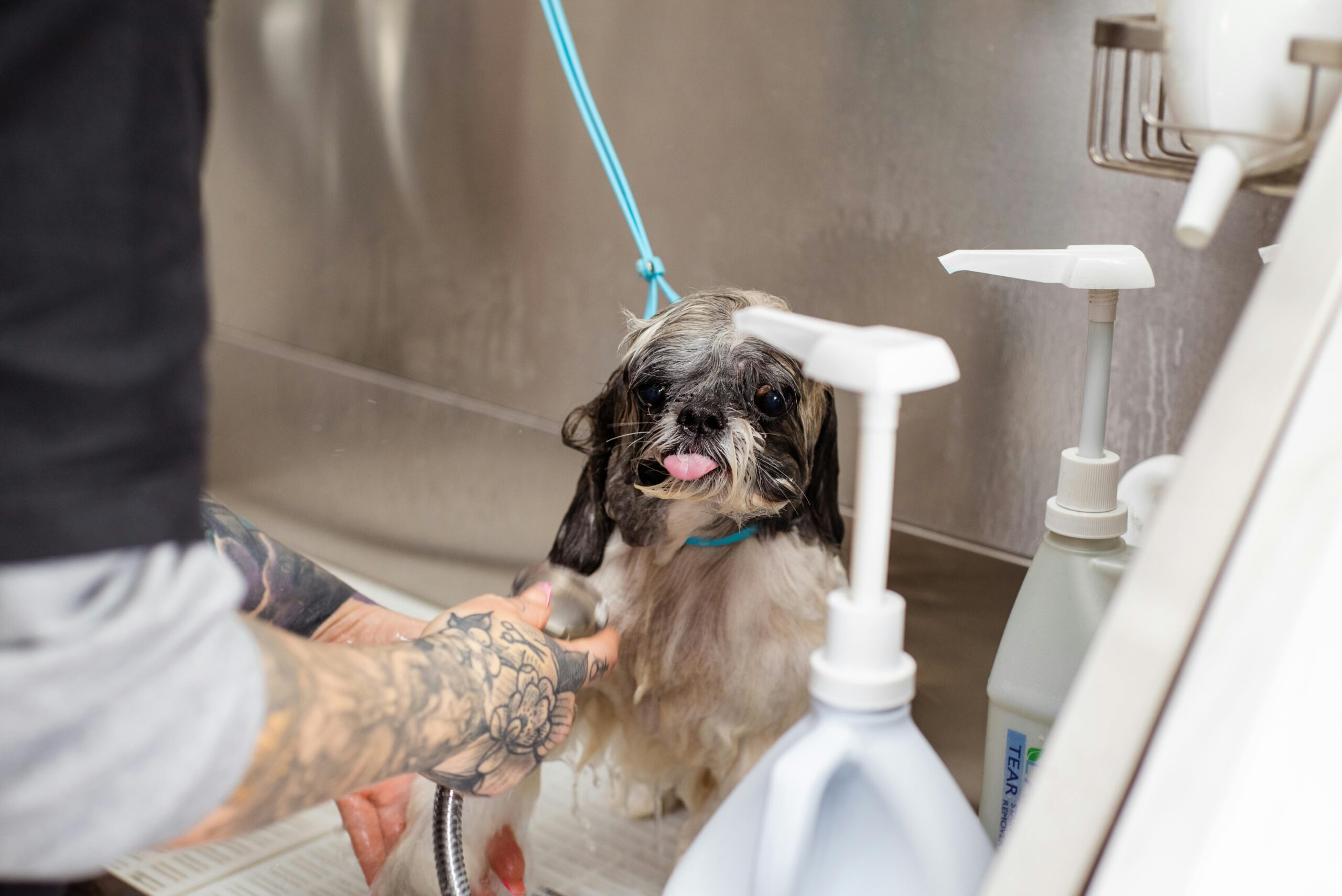 faktorer hund badehyppighed hund i bad