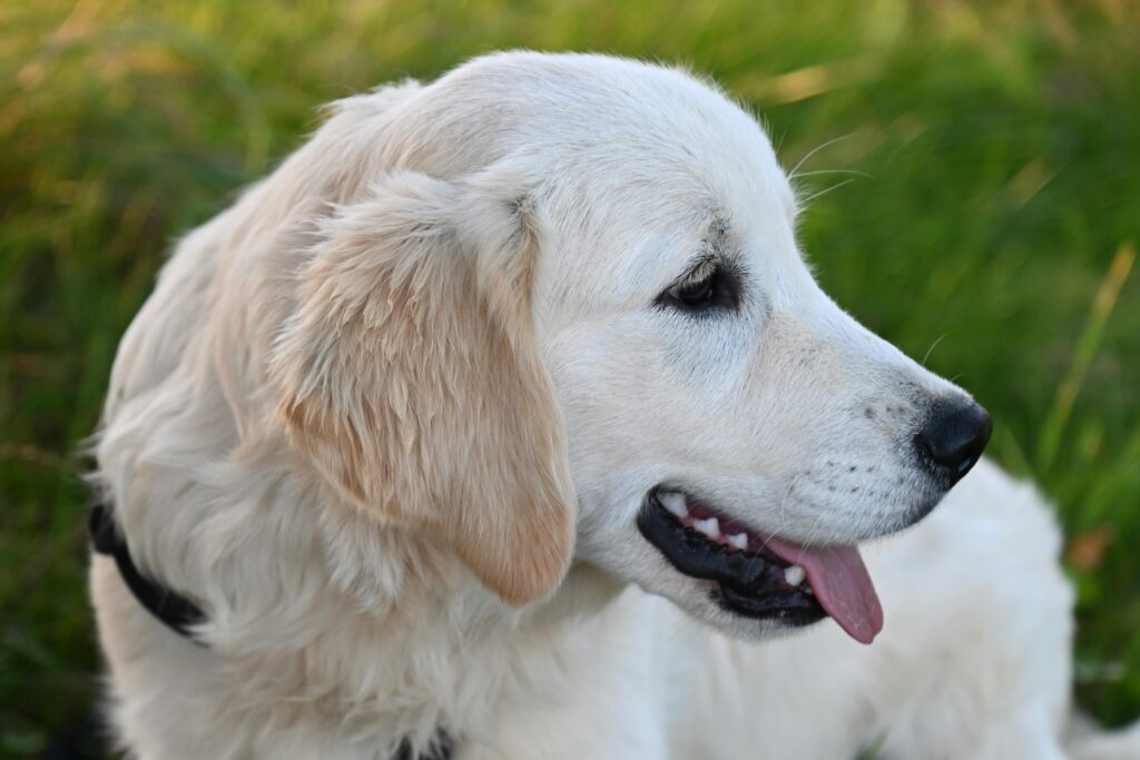 Adorable Golden Retriever puppy enjoying the outdoors with a joyful expression.