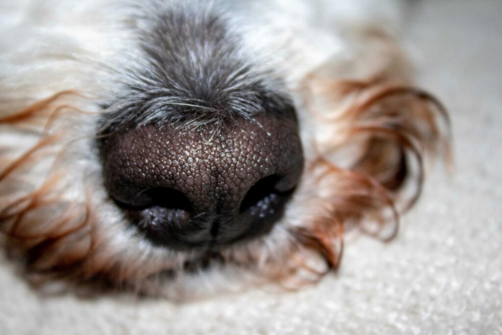 hunde lugt