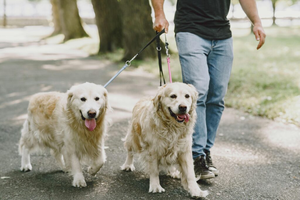 dog_walking